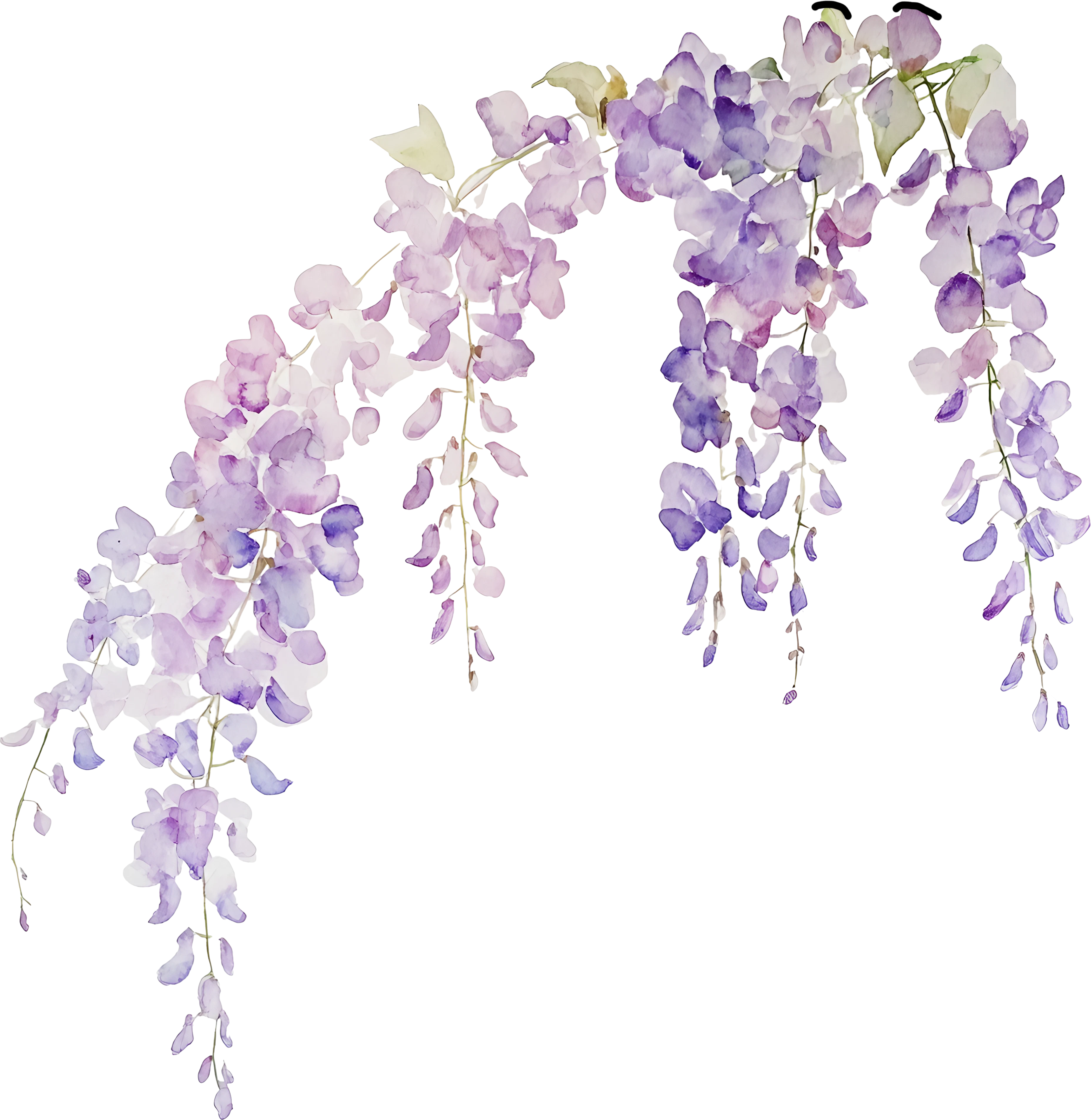 Flor Wisteria